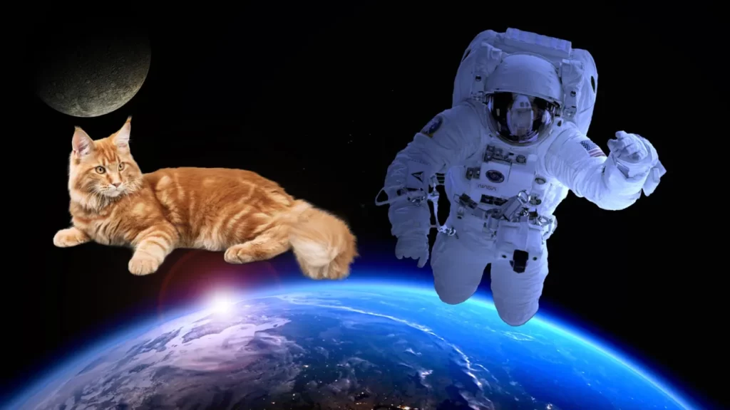 נאס"א הקרינה קטע וידאו של חתול ממרחק של 31 מיליון קילומטרים מכדור הארץ. מערכת תקשורת אופטית נאס"א כדור הארץ נאס"א חתול